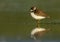 Semipalmated plover, Charadrius semipalmatus