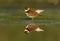 Semipalmated plover, Charadrius semipalmatus