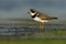 Semipalmated plover, Charadrius semipalmatus,