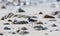 Semipalmated Plover Charadrius semipalmatus on a White Sand Rocky Beach