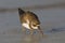 Semipalmated Plover extracting a worm from the sand on a Gulf of Mexico beach - Florida