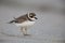 Semipalmated Plover on a Florida beach - Pinellas County