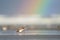 Semipalmated Plover and Rainbow in Ocean Shores, Washington