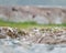 Semipalmated Plover resting at seaside beach