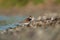 Semipalmated Plover resting at seaside beach