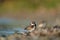 Semipalmated Plover resting at seaside beach