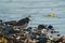 Semipalmated Plover resting at seaside beach