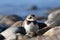 Semipalmated Plover rests between rocks along the waters edge