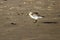 A semipalmated sand piper eating sand crab on the shore