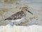 Semipalmated Sandpiper on Beach