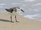 Semipalmated Sandpiper on Beach