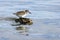 Semipalmated Sandpiper, Calidris pusilla