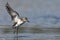 Semipalmated sandpiper, Calidris pusilla