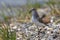 Semipalmated Sandpiper (Calidris pusilla)