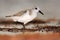 Semipalmated sandpiper, Calidris pusilla, sea water bird in the nature habitat. Animal on the ocean coast. White bird in the sand