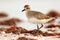 Semipalmated sandpiper, Calidris pusilla, sea water bird in the nature habitat. Animal on the ocean coast. White bird in the sand