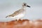 Semipalmated sandpiper, Calidris pusilla, sea water bird in the nature habitat. Animal on the ocean coast. White bird in the sand