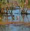 Semipalmated sandpiper feeding in marsh