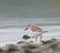 Semipalmated sandpiper feeding in marsh