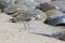 Semipalmated Sandpiper and Spawning Horseshoe Crabs  on Delaware Bay Beach