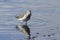 Semipalmated sandpiper standing in water