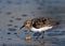 Semipalmated Sandpiper in the Surf