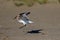 Semipalmated Sandpiper Touching Down