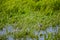 Semipalmated Sandpipers Calidris pusilla