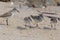 Semipalmated Sandpipers hunting for Horseshoe Crab eggs on Delaware Bay Beach