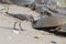 Semipalmated Sandpipers hunting for Horseshoe Crab eggs on Delaware Bay Beach