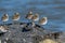 Semipalmated Sandpipers on a rock along the coast of the Delaware Bay.