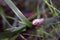 Semislug â€“ slug, mollusk or clam is on a leaf of green grass