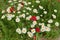 Semitic poppy (Papaver umbonatum) and common daisies (Bellis perennis) on a field