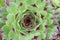 Sempervium calcareum succulent plant also called Hen and Chicks