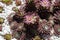 Sempervivum arachnoideum flower, cobweb houseleek, growing in a garden bed