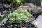 Sempervivum arachnoideum group of plants in the garden, rosettes with spider webs