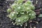 Sempervivum arachnoideum group of plants in the garden, rosettes with spider webs