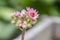 Sempervivum arachnoideum pink flowering cobweb house leek plants, small tiny petal flowers in bloom in the garden