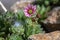 Sempervivum arachnoideum pink flowering cobweb house leek plants, small tiny petal flowers in bloom in the garden