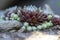 Sempervivum arachnoideum succulent perennial plant, cobweb house-leek with typical spider webs, purple and green rosettes