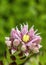 Sempervivum bud in flower