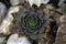 Sempervivum cactus detail among stones