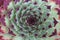 Sempervivum calcareum \'Mrs Guiseppi\'