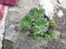 Sempervivum calcareumPlant-