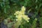 Sempervivum ciliosum, the Teneriffe houseleek, is a species of flowering plant in the stonecrop family Crassulaceae. Berlin