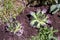 Sempervivum flower growing on the flower bed