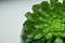 Sempervivum houseleek succulent houseplant close-up on a white background