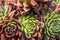 Sempervivum, houseleek, Succulent plants