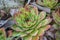 Sempervivum - Houseleek succulent or Stone rose in the garden, natural background, plant outdoors