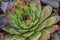 Sempervivum - Houseleek succulent or Stone rose in the garden, natural background, plant outdoors